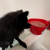 Wagified® Pet Friendly Bath Bombs for Dogs - Oatmeal - Organic