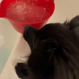 Wagified® Pet Friendly Bath Bombs for Dogs - Oatmeal - Organic